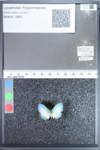 Media type: image;   Entomology 69931